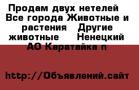 Продам двух нетелей - Все города Животные и растения » Другие животные   . Ненецкий АО,Каратайка п.